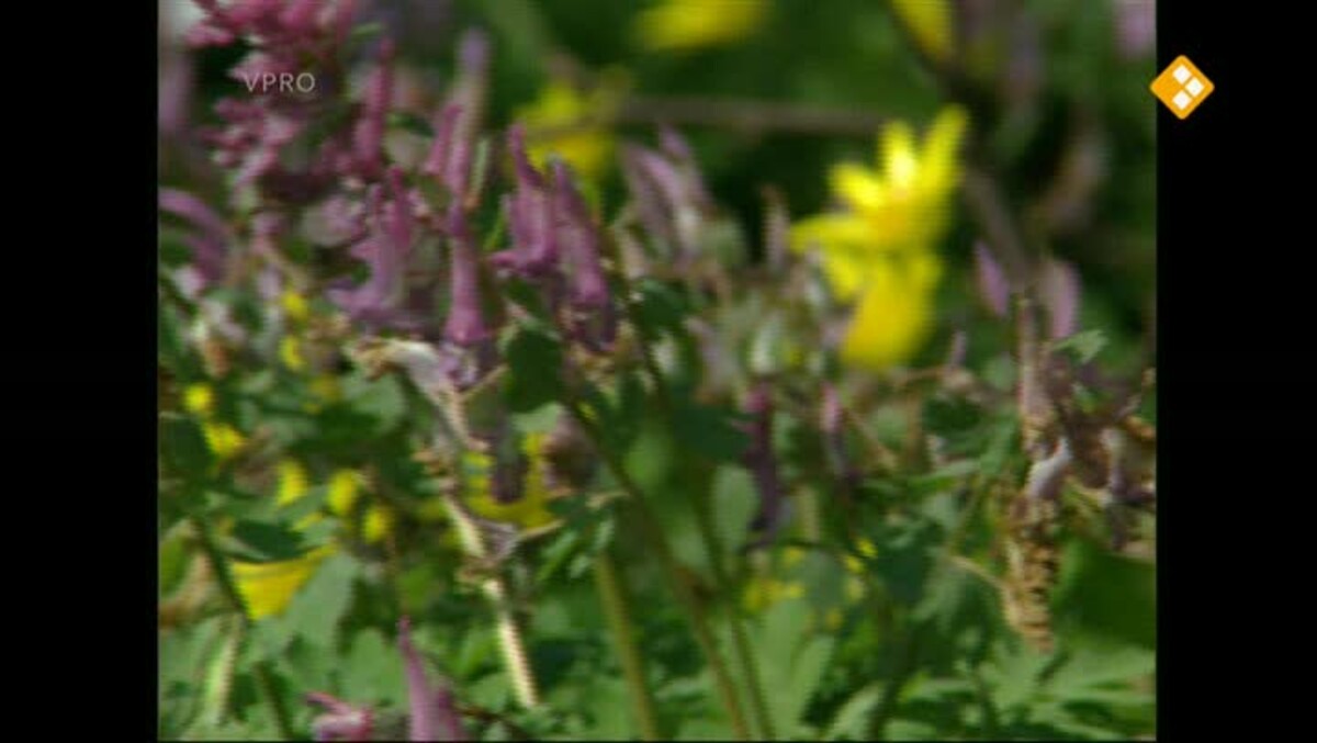 Marathon II - De achtertuin van Jan Wolkers - VPRO